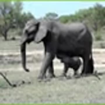 animals feeding their babies