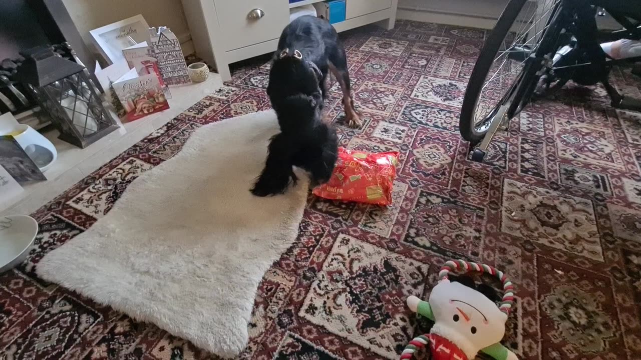 Winstons first christmas presents!