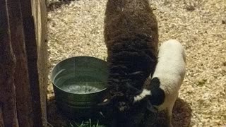 sheep eating grass in pen