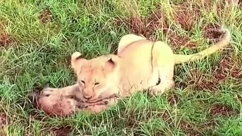 Are the little guy why can the little lion eat the little antelope