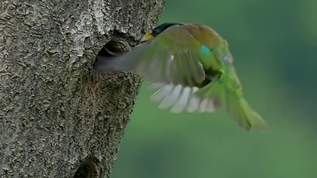 A woodpecker's baby-rearing process