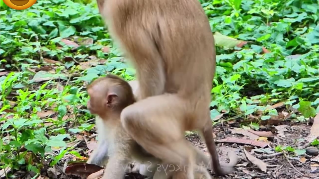 little baby monkey,