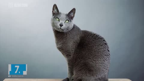 The Most Expensive Cat Breeds In The World (TOP 10)