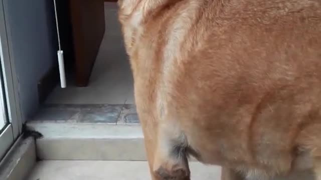 Increíble perro canta con flauta❤️