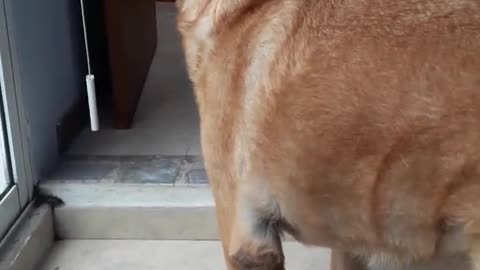 Increíble perro canta con flauta❤️