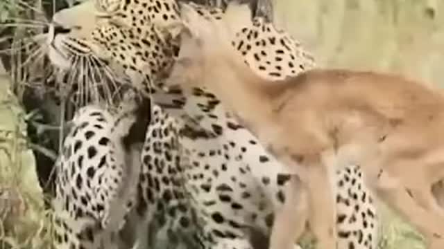 You have never seen such an animal in your life which looks like a deer