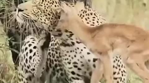 You have never seen such an animal in your life which looks like a deer