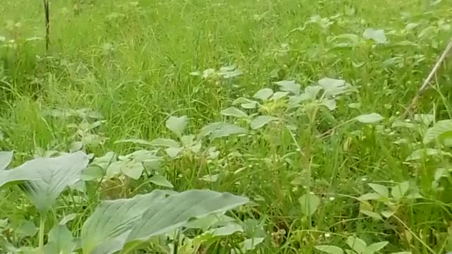 During the rainy days, the animals graze amidst the greenery.