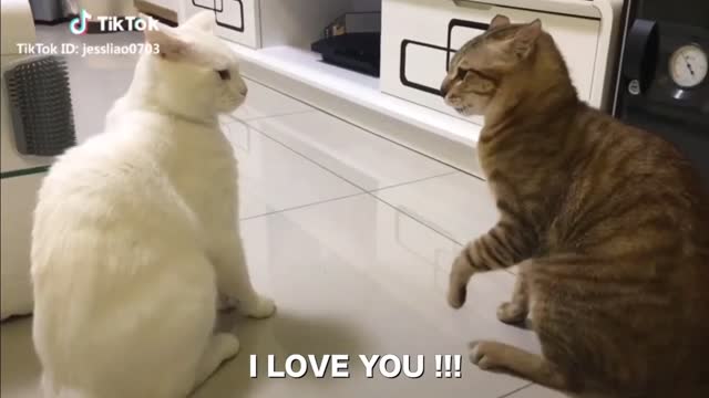 Cats talking !! these cats can speak english better than hooman CHECK DESCRIPTION