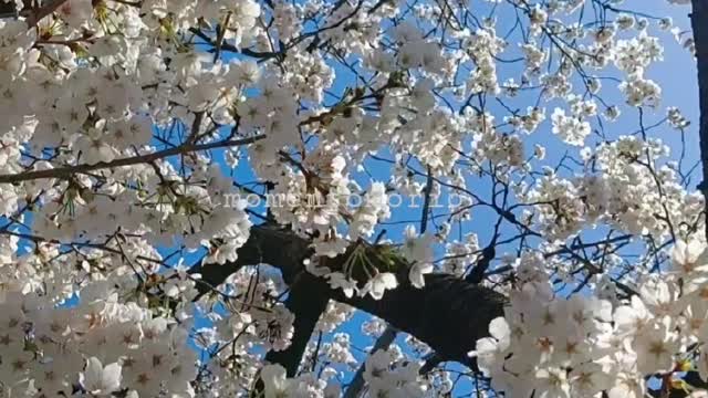 Under the blooming cherry blossoms.