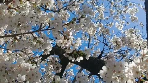 Under the blooming cherry blossoms.