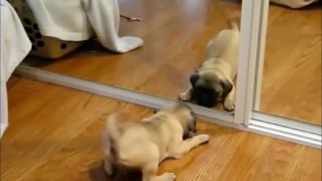 most funny animal pets video on internet