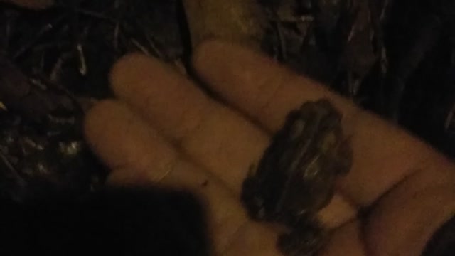 Tiny Baby Toad Discovered on a Rainy Night