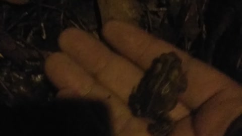 Tiny Baby Toad Discovered on a Rainy Night