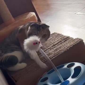 funny|prank|jokes|funny jokes|dad jokes|funny memes|funny video|fun|laughing|funny animal|knock