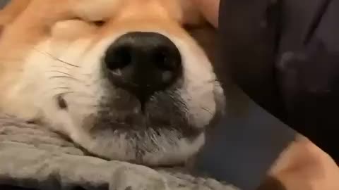 Funny dog