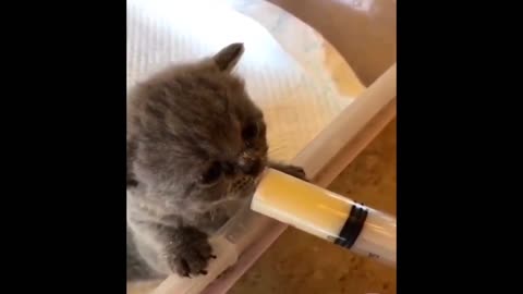 This Kitty Feeding is so Satisfying to Watch