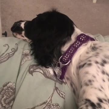 Adorable puppy dreaming