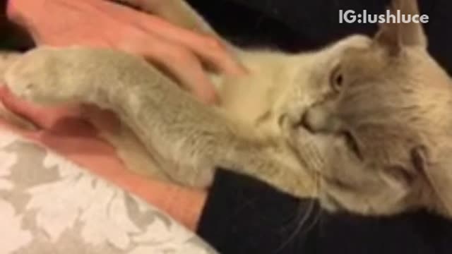 Grey cat lays on black shirt owner's lap and gets belly scratched