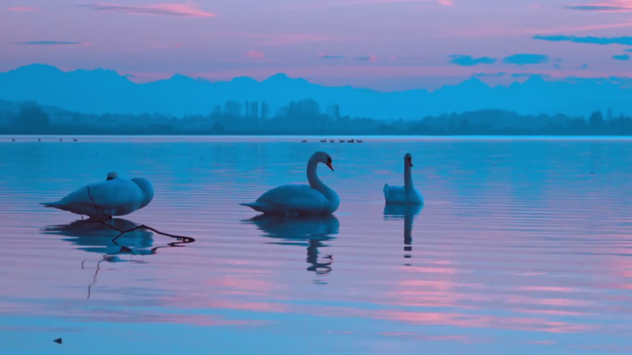 Tha beautiful birds floting on tha water with beautiful nature 🏞️