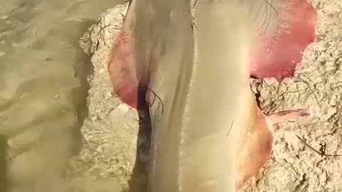 This is a beautiful and charming water-dwelling species