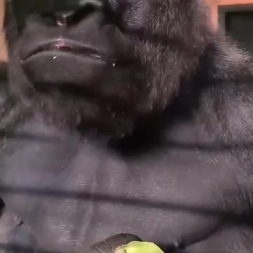 THE BEST ASMR YOU WILL SEE TODAY 😂😂👍