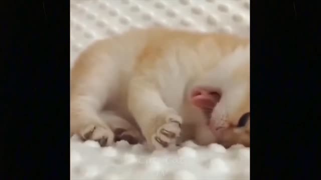 Funny animals cat videos