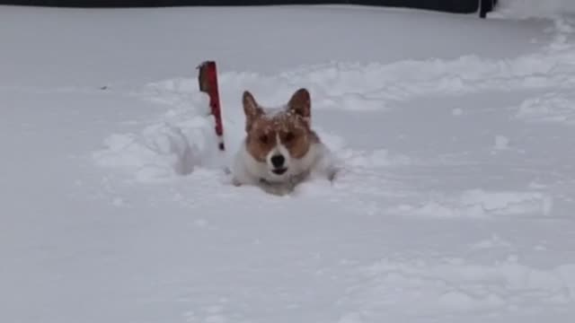 Welsh Corgi - doggy style swim in the snow