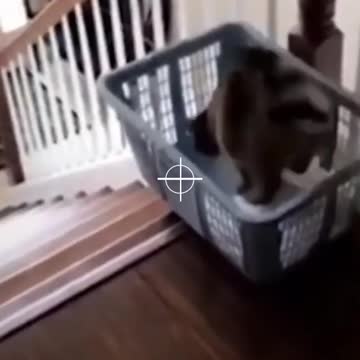 funny cat compilation #shorts #tiktok