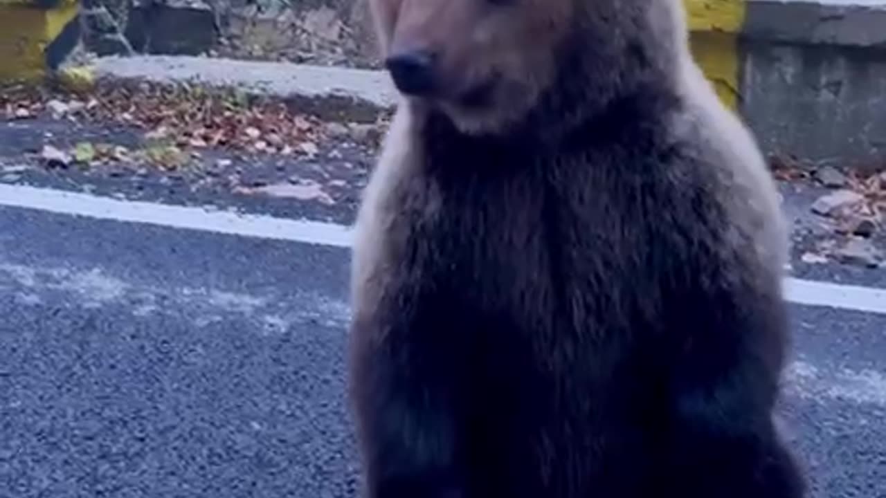 Bear Gets Fed From Car Window