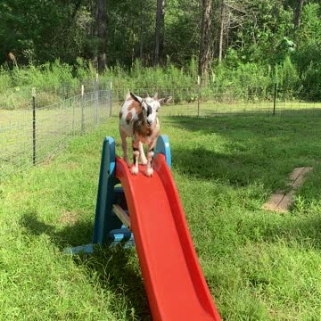 Goat slides!