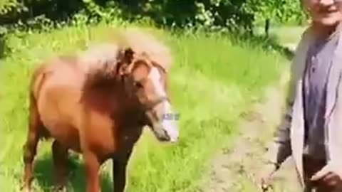 must watch funny video 2023.horse funny moment 🐎🐎🤣😂