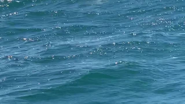 Whale Breaching and Slapping Water with Flipper