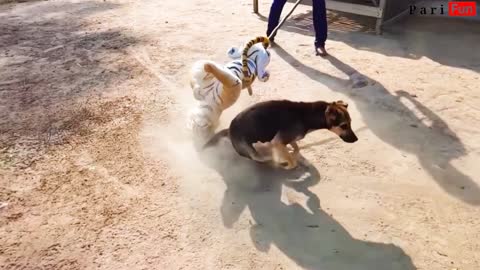 Pranking Dogs XD