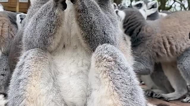 Ring-tailed lemurs eat seeds