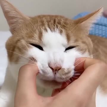 Funniest cats compilation