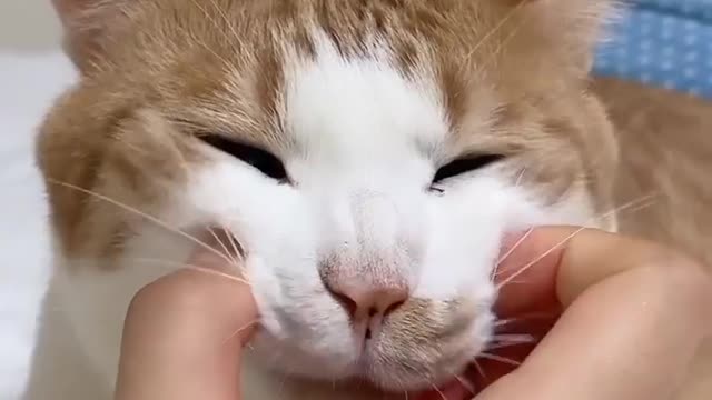 Funniest cats compilation