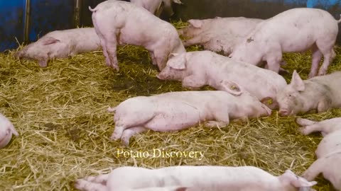 Modern Pig Farming - Pork Processing Automatic Machines That Are At Another Level