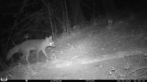 Young Gray Fox