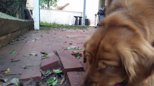 Golden retriever has cat-like reflexes