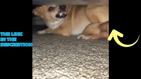 Funny angry dogs and cats TikTok #2
