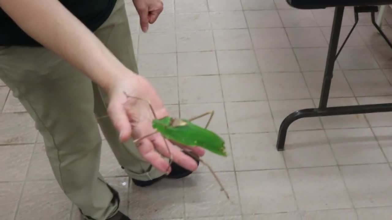 Noisy katydid!