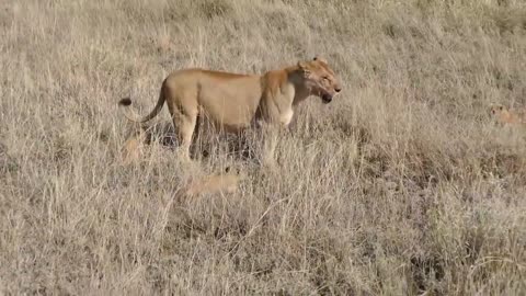 Proud Lioness walks with her adorable lion cubs.mp4