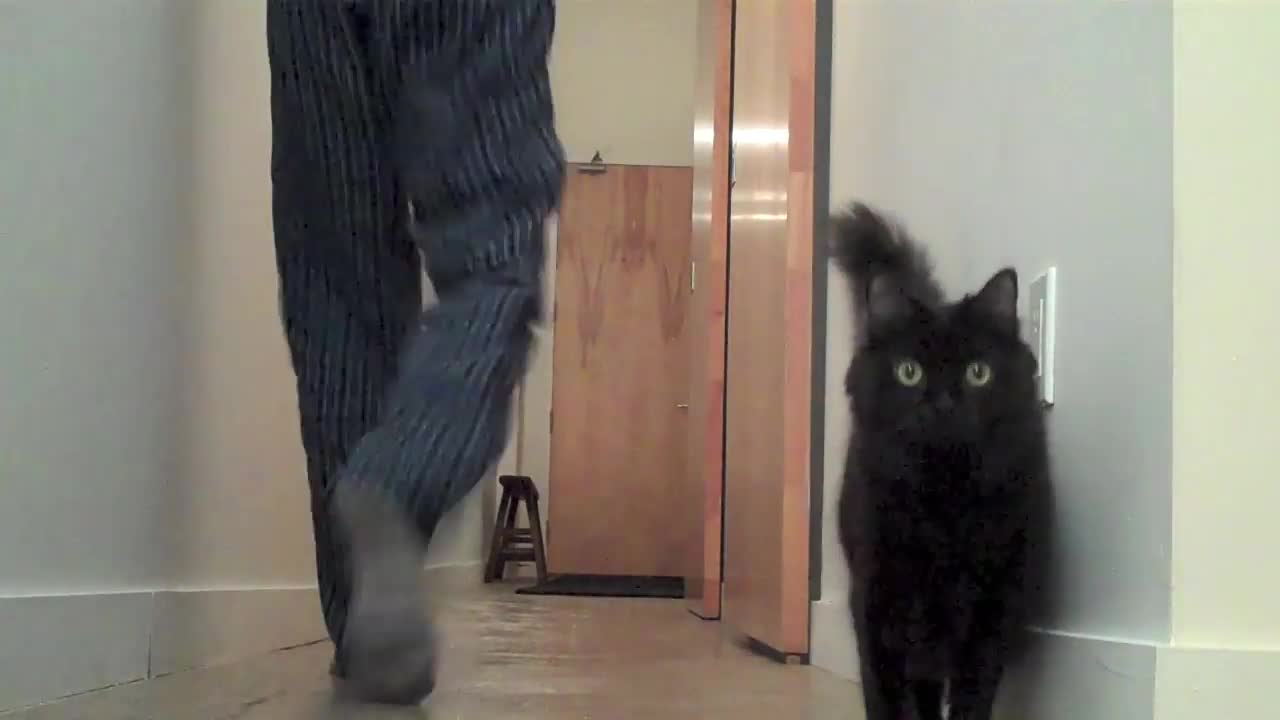 BEST REACTION EVER! Black cat- Funny cat