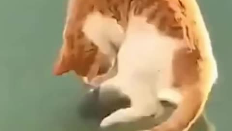 The Funny Cat Does Not Understand Where The Fish Is