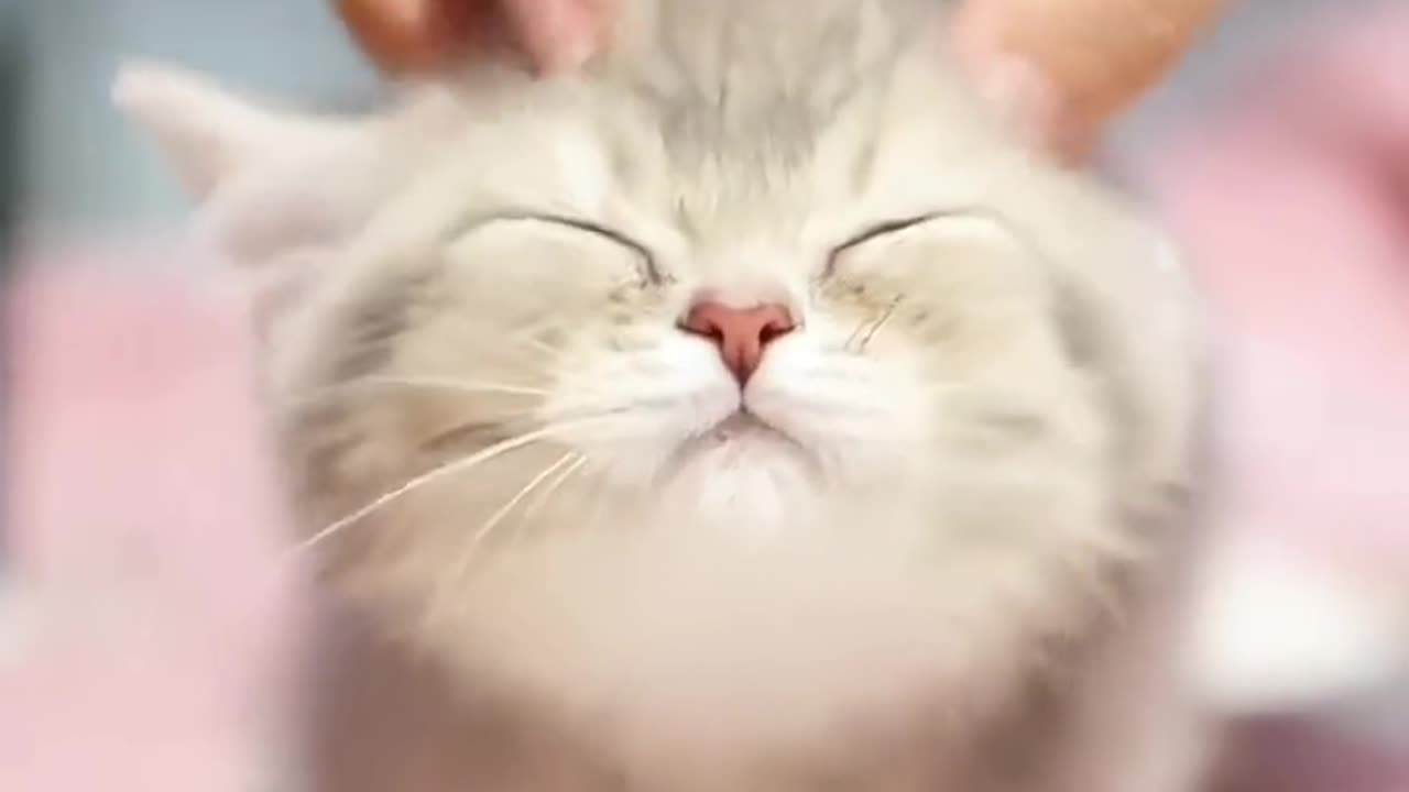 "The world is in tatters, kittens mend."