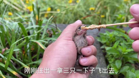 three little sparrows