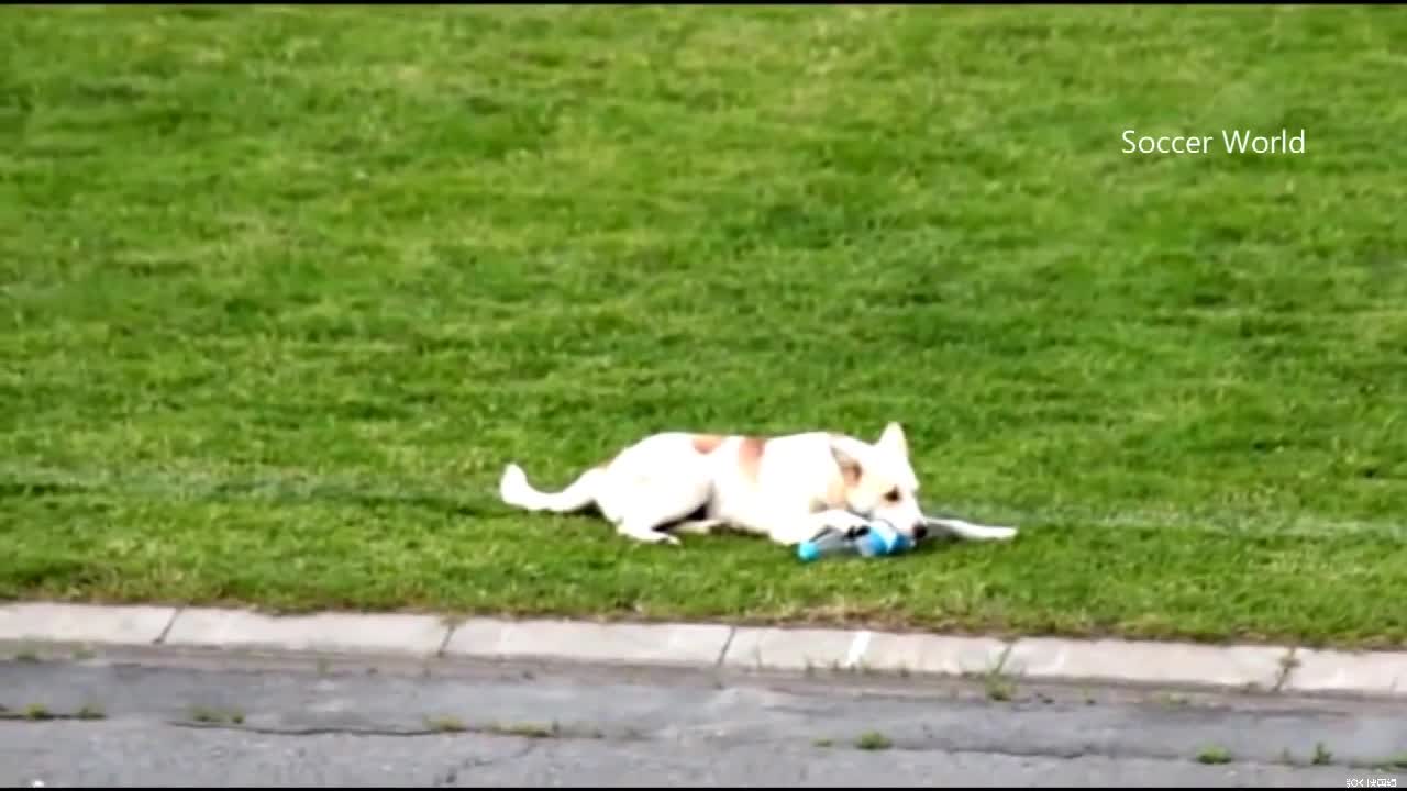 A dog is playing football on the football field