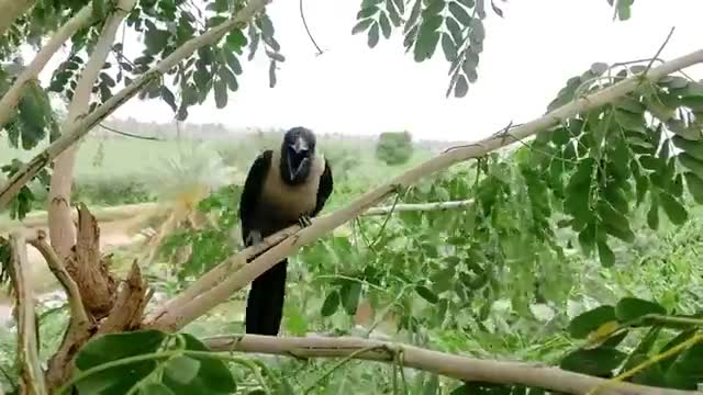 Crows Attack On Villagers And Trees. - Angry Crows Gone Mad