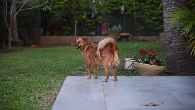 A brown dog guarded in front of the house